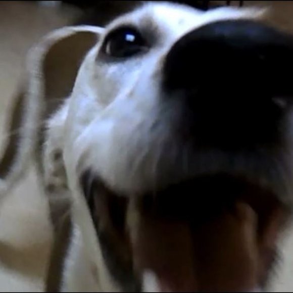 Meet your Posher, BulDur919 - Picture 2 of 4